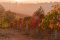 The hills full of lambrusco vineyards at the sunset Royalty Free Stock Photo