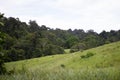 Hills with green grass and Forest Landscape background Royalty Free Stock Photo