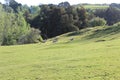 Hills, Meadows, and bush on a New Zealand Sheep Farm Royalty Free Stock Photo