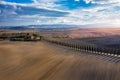 Hills, olive gardens and small vineyard under rays of morning sun, Italy, Tuscany. Famous Tuscany landscape with curved road and