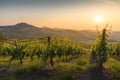 Hills in Oltrepo` Pavese covered in vineyards and fields at sunset, Italy Royalty Free Stock Photo