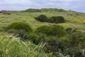 hills overgrown with calendula and Ephedra foeminea Forssk n