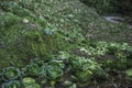 Growing cabbage on the hills of Paramin, in Maraval, Trinidad