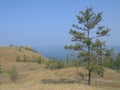 Hills, rare pines, lake view. Landscape Olkhon Island