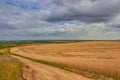 Hills of ripe wheat,landscape of wheat field with road and lies spikelets after storm with black clouds Royalty Free Stock Photo