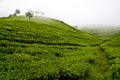 Hills with tea plants, Sri Lanka, Nuwara Eliya