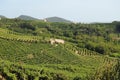 Hills of Valdobbiadene Royalty Free Stock Photo