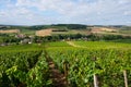Hills th vineyards in Urville, champagne vineyards in Cote des Bar, Aube, south of Champange, France
