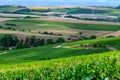 Hills with vineards in Urville, champagne vineyards in Cote des Bar, Aube, south of Champange, France