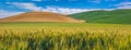 Hills of Wheat Royalty Free Stock Photo