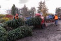 A farm workers operate baling machine to bale fresh cut Christmas trees