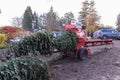 A farm workers operate baling machine to bale fresh cut Christmas trees