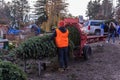 A farm workers operate baling machine to bale fresh cut Christmas trees