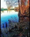 Hillsborough river cypress knees Autumn moss