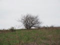 Hillside With Bare Bush and Weeds
