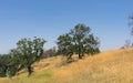 Hillside California Oaks Royalty Free Stock Photo