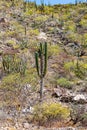 Hillside with cardon cactus and xeric shrubs in landscape of scrublands Royalty Free Stock Photo