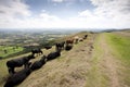 Hillside cattle