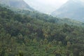 hillside with coconut plantation Royalty Free Stock Photo