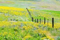 Hillside in the Columbia Gorge with fenceline in flowers