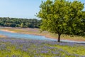 Field of Texas Hill Country Bluebonnets