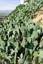 A hillside covered in cactus