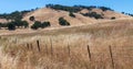 A hillside is covered with golden colored grass. Royalty Free Stock Photo