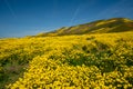 Hillside daisies as far as the eye can see at Carrizo Plain National Monument during a superbloom