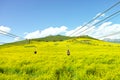 The hillside is full of golden rapeseed flowers Royalty Free Stock Photo
