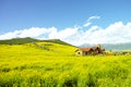 The hillside is full of golden rapeseed flowers Royalty Free Stock Photo