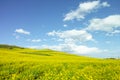 The hillside is full of golden rapeseed flowers Royalty Free Stock Photo
