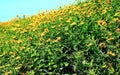 A Hillside of Golden Flowers