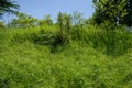 Hillside grass in summer sunlight