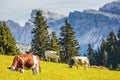 On hillside grazing three cows Royalty Free Stock Photo