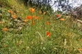 On the hillside, among the green grass, bright poppies bloomed