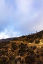 Hillside hiking trail with surrounding plants and sky