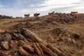 Hillside with large stones and cows running on top of the hill against the sky.