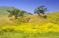 Hillside Oaks Royalty Free Stock Photo