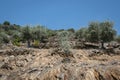 The hillside with olive trees