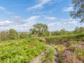 Hillside path between ferns and heather, passing Silver Birch trees - HDR Image Royalty Free Stock Photo