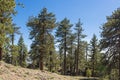 Hillside Pine Trees Royalty Free Stock Photo