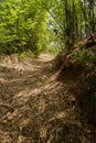 Hillside shaded footpath in bamboo on late spring day Royalty Free Stock Photo