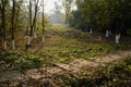 Hillside stone path in weeds on sunny winter day