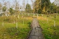 Hillside stone path in withered trees on sunny winter day