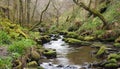 Hillside stream running through mossy rocks and boulders with overhanging forest trees in dense woodland