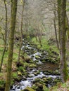 A hillside stream running though moss covered rocks and boulders with surrounding early spring forest landscape