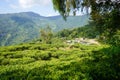 Hillside Tea Garden Village in Himalayan Foothills Royalty Free Stock Photo