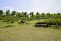 Hillside trees with new leaves in sunny spring afternoon Royalty Free Stock Photo