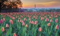Hillside Tulip Garden Arlington Virginia Royalty Free Stock Photo
