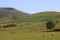 Hillside view with sheep in Howgill fells Royalty Free Stock Photo